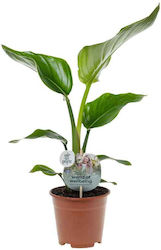 Strelitzia Nicolai 15cm