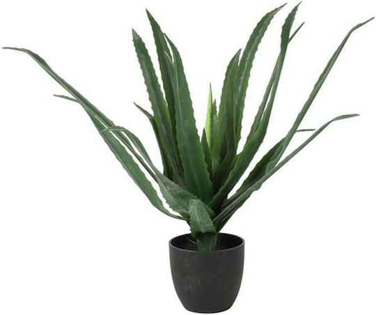 Αλόη Κασπώ Φ33η63cm