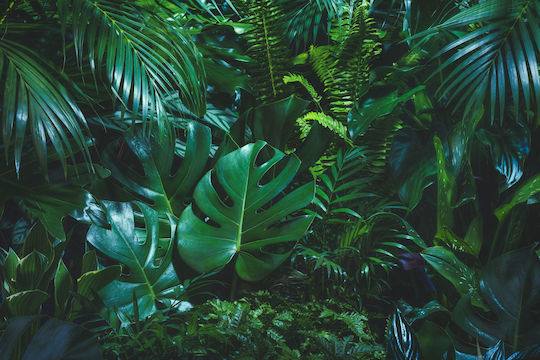Decorative Wall Mural Living Room Green Monstera Leaves 260x390