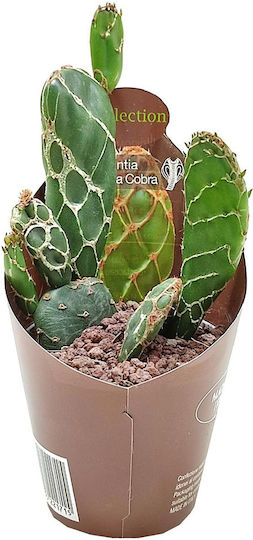Cactus Opuntia Zebrina Reticulata ''cobra''