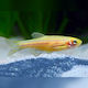 Danio Rerio Golden M