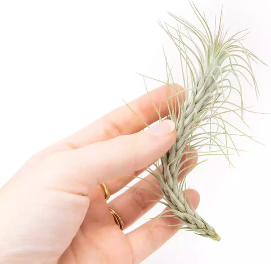 Tillandsia Funckiana