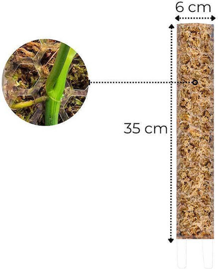 Bețe de Mușchi Mărime Medie 35cm X 6cm