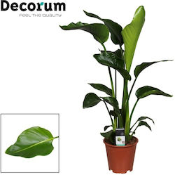 Strelitzia Strelitzia Nicolai