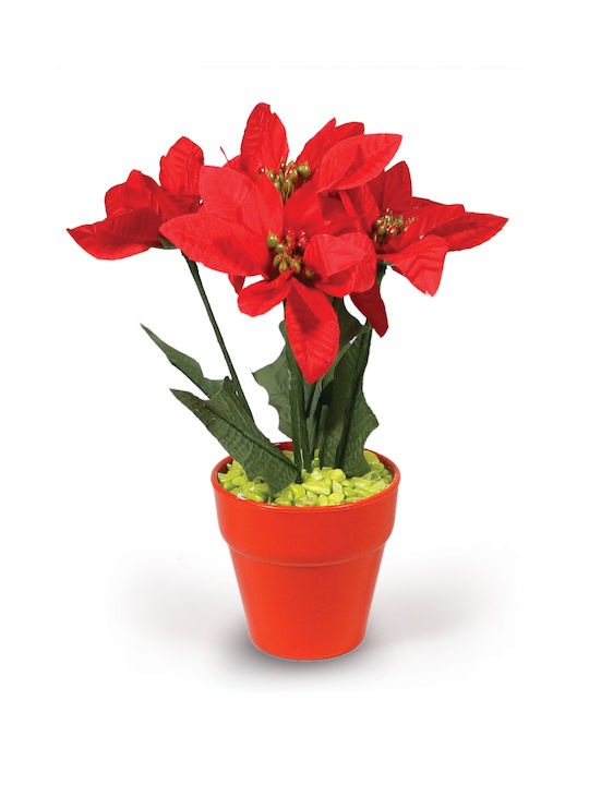 Orange Poinsettia Pot 5 Flowers 25cm -008772-o