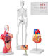 Vevor Internal Organs Model