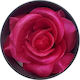 Absolut Beauty Ρουζ Pink