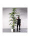 Supergreens Artificial Areca Palm Tree Hawaii Green 300 cm