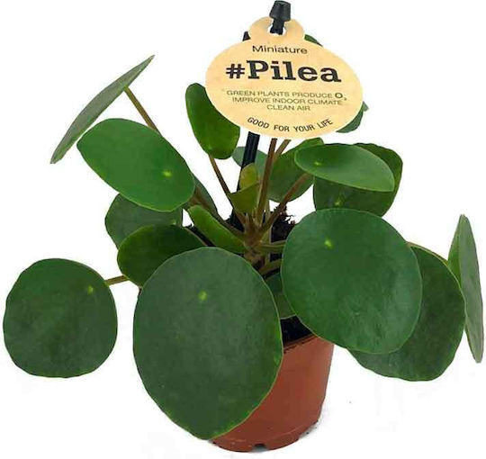 Pilea Peperomioides 6 cm