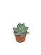 Agave Potatorum 10.5cm