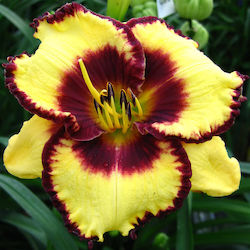 Calico Jack Bulb Daylilies Yellow