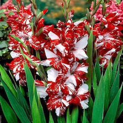 Specialties Zizanie Bulb Gladiolusς Green