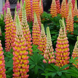 Yellow Bulb Lupin Pink