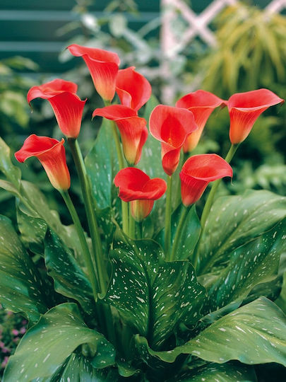 Red Sox Bulb Calla Red