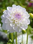 Dahlia Eveline Bulb Dahliaς