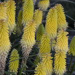 Kniphofia Lucky Bulb