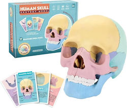 Model de Craniu Uman 1:2 17 Părți Mobile 10 Carduri Explicative Copii 3 Ani+ Plastic 11x14.5x8.6cm Multicolor