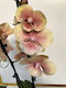 Phalaenopsis Limited Rainbow Star Lippy 2 Stems