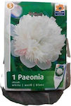 Primasem Bulb Peony White