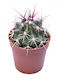 Ferocactus Stainesii 5.5cm