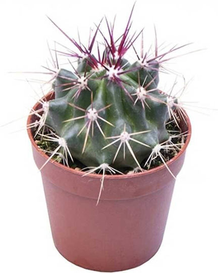 Ferocactus Stainesii 5.5cm