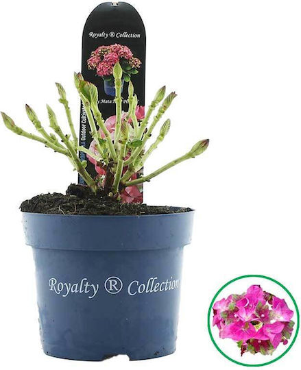 Hortensie Royalty 'Lady Mata Hari' Roz 17cm