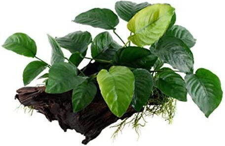 Stoffels Anubias Barteri Var Nana On Wood Large