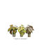 Artificial Plant in Small Pot 35cm (Various Colors) Zaros