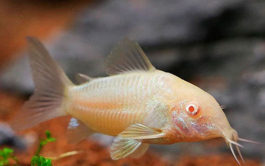 Corydoras Aeneus Albino 3cm