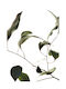 Πόστερ Διαφάνεια Floating Leaves 09 A2 Πράσινο 42x59.4cm Paper Collective