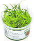 Sagittaria Subulata Frunze Aculare 1-2-crește