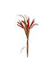 Dried Plant Orange Marhome