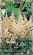 Flora Elite Bulb Astilbe (Barbă falsă de capră) White