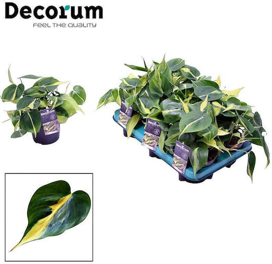 Philodendron 'brasil' 12cm