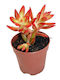 Sedum Firestorm 10,5cm