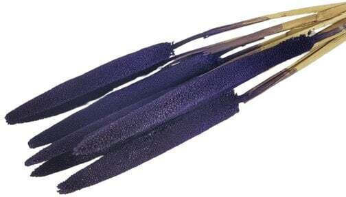 Babala Branch Set of 10 Purple