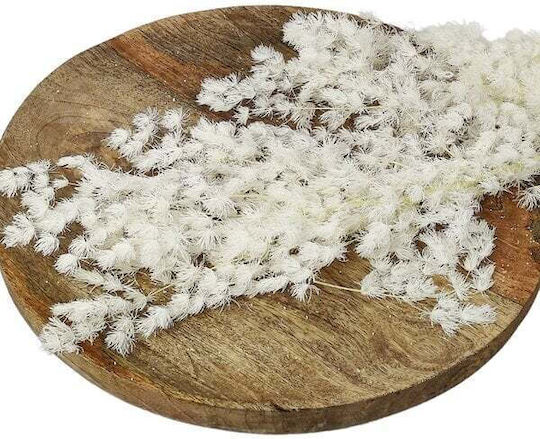 Φτερη Αποξηραμενο Φυσικο Λουλουδι 60cm 80gr Preserved