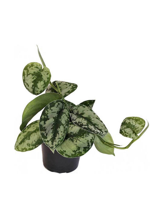 Scindapsus Pictus 'Trebie' 12cm