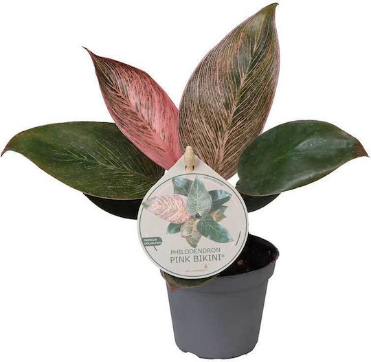 Philodendron 'pink Bikini' 6cm