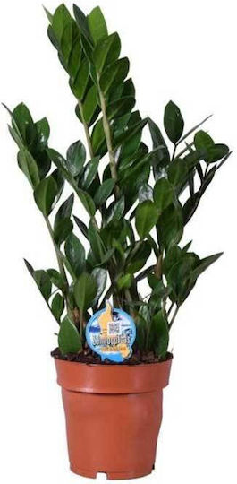 Zamioculcas Zamiifolia 17cm