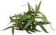 S.i Pogostemon Stellatus Eustralis