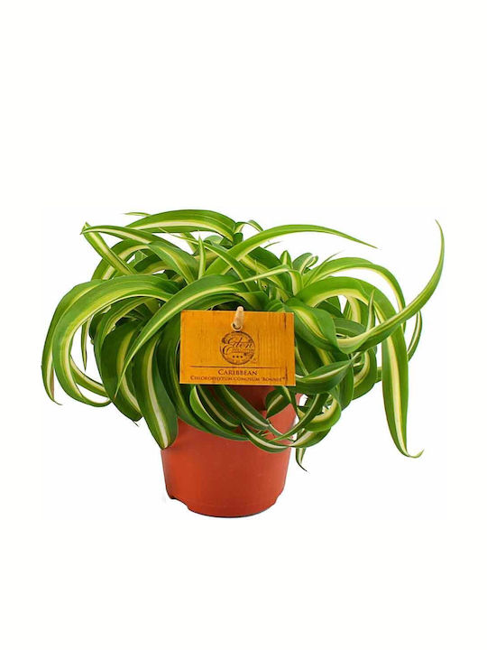 Spider Plant 'Bonnie' 12cm