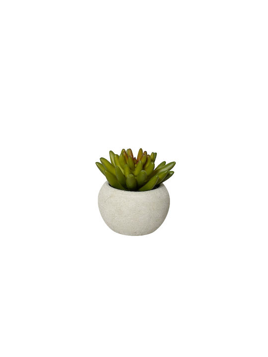 Katoikonhome Plastic Pot 6.5 X 12 cm Aloe Plant