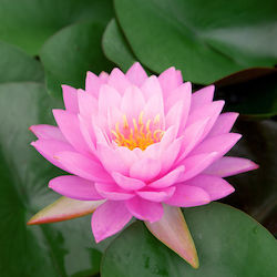 Pink Water Lily Pink Water Lily