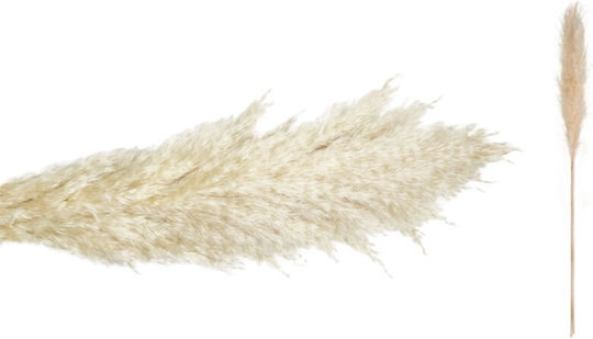 Pampas Ecru 140cm 0516198 6 Bucăți