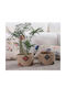 Nef-Nef Homeware Alemao Κασπώ Ψάθινο Καφέ 22x22x14εκ.