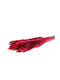 Pampaszweige 70g Rot