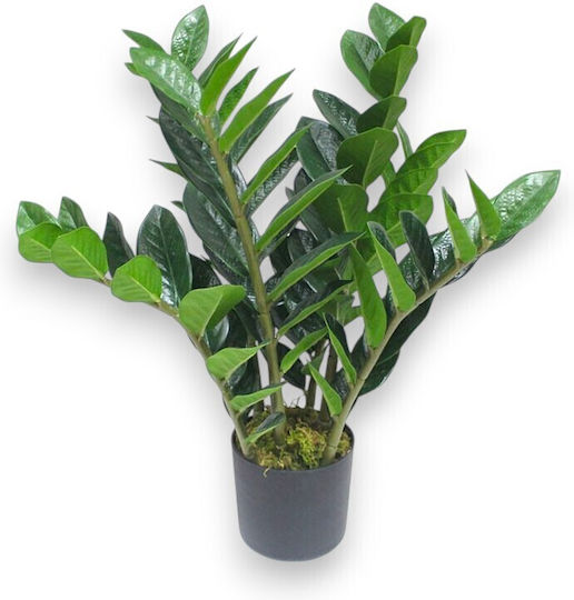 Plantă Artificială Zamioculcas 50cm Ghiveci din Plastic