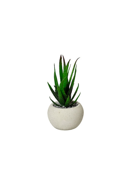 Katoikonhome Plastic Pot 6.5 X 12 cm Aloe Plant
