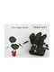 Αλοκάσια Alocasia Regal Shields